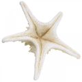 Floristik24 Stella marina deco grande stella marina con nodo bianco essiccato 19-26 cm 5 pezzi