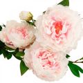 Floristik24 Fiore di seta peonia artificiale rosa chiaro, bianco 135 cm