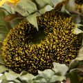 Girasole artificiale con