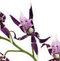 Floristik24 Orchidee ragno Brassia viola 108cm 3pz
