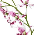 Floristik24 Orchidee ragno Brassia rosa-bianco 108 cm 3 pezzi