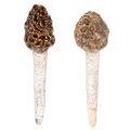 Floristik24 Stecco decorativo artificiale a forma di fungo spugnola per vasi e tavoli, 13 cm, 2 pezzi