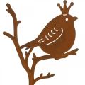 Floristik24 Spina decorativa da giardino Patina uccello in metallo con corona 6 pezzi