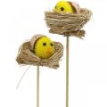 Floristik24 Tappo decorativo pulcini nel nido Decorazione pasquale da tappare Ø6cm 6 pezzi