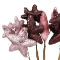 Floristik24 Fascio di stelle con glitter rosa, Bordeaux 60cm 5 pezzi