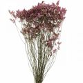 Floristik24 Statice, lavanda marina, fiori secchi, mazzo di fiori di campo rosa L52cm 23g
