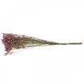 Floristik24 Statice, lavanda marina, fiori secchi, mazzo di fiori di campo rosa L52cm 23g