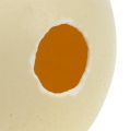 Uovo di struzzo natura decorazione vuota soffiata