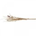Capsule di papavero deco fiori secchi crema di felce artificiale 63cm