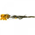 Floristik24 Fiori secchi Fiori di paglia gialli Elicriso Decorazione secca Mazzo 50 cm 45 g