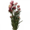 Floristik24 Strawflower Mazzo di fiori secchi Elicriso rosa essiccato 45cm 45g