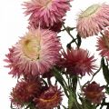 Floristik24 Strawflower Mazzo di fiori secchi Elicriso rosa essiccato 45cm 45g