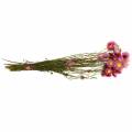 Floristik24 Fiore di paglia in un mazzo Fiori secchi rosa 25g