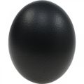 Decorazione uovo di struzzo soffiato Decorazione pasquale nera Ø12cm H14cm | Floristik24.it