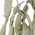 Floristik24 Strelitzia foglie essiccate verde satinato 45-80 cm 10 pz
