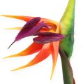 Floristik24 Strelitzia uccello del paradiso fiore 62cm