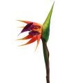 Floristik24 Strelitzia uccello del paradiso fiore 62cm