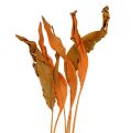 Floristik24 Strelitzia foglie arancio 120cm 20p