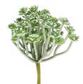 Succulente Echeveria 17cm Grigio 3pz