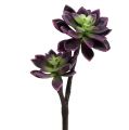 Floristik24 Succulente viola scuro-grigio Ø7cm, Ø10cm H30cm
