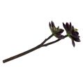Floristik24 Succulente viola scuro-grigio Ø7cm, Ø10cm H30cm