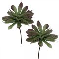Floristik24 Succulente verde, bordeaux 10cm 12pz