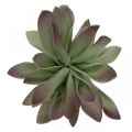 Floristik24 Succulente verde, bordeaux 10cm 12pz