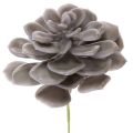 Floristik24 Decorazione con fiori artificiali succulenti in cera, 10 cm, 6 pezzi