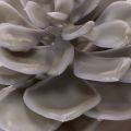 Decorazione con fiori artificiali succulenti in cera, 10 cm, 6 pezzi | Floristik24.it