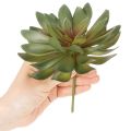 Piante grasse artificiali decorative, verdi, 18 cm, 3 pezzi | Floristik24.it