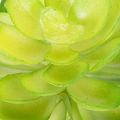 Pianta succulenta artificiale, verde, decorativa per ciotola o vaso, 10 cm, 4 pezzi | Floristik24.it