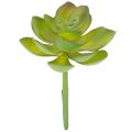 Floristik24 Pianta succulenta artificiale verde come decorazione per composizioni creative.