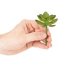 Pianta succulenta artificiale verde come decorazione per composizioni creative. | Floristik24.it
