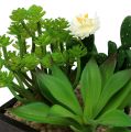 Floristik24 Succulenta in scatola di legno H14cm 1pc