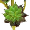 Floristik24 Succulenta Pick Verde / Marrone 35,5 cm