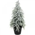 Floristik24 Abete invernale in vaso, addobbo natalizio, abete con neve H45cm
