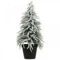 Floristik24 Abete invernale in vaso, addobbo natalizio, abete con neve H45cm