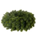 Ghirlanda artificiale di rami di abete, verde, rotonda, 50 cm | Floristik24.it