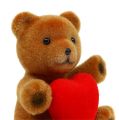 Floristik24 Teddy floccato 10cm con cuore 6pz