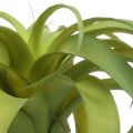 Floristik24 Tillandsia artificiale da attaccare pianta artificiale verde chiaro 30cm