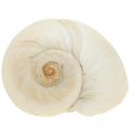 Floristik24 Decorazione da tavola marittima, gusci di lumaca vuoti bianco 4–5cm mix 500g