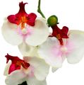 Floristik24 Decorazione da tavola orchidea in vaso crema H29cm