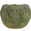 Floristik24 Fioriera in cemento aspetto antico verde, vaso per piante marrone rotondo Ø15,5 cm
