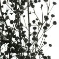 Floristik24 Fiori secchi Massasa decoro naturale nero 50-55cm mazzetto da 10pz