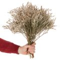 Mazzo di fiori secchi di lavanda di spiaggia Statice, 1 kg | Floristik24.it
