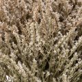 Mazzo di fiori secchi di lavanda di spiaggia Statice, 1 kg | Floristik24.it
