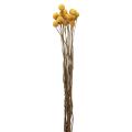 Floristik24 Fiori secchi Craspedia essiccati, bacchette gialle 50 cm 20 pz