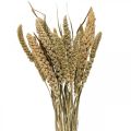Fiori secchi grano di miglio deco floristica secca 65 cm 100 g