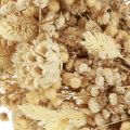 Ghirlanda di fiori secchi sbiancata corona decorativa crema Ø25cm | Floristik24.it