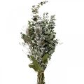 Floristik24 Bouquet di fiori secchi eucalipto bouquet di cardi 45-55cm 100g